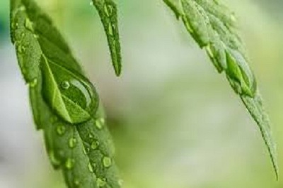 ulei cbd pentru copii cu adhd