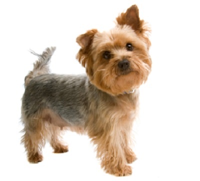  Yorkshire terrier